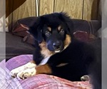Small Photo #1 Australian Shepherd Puppy For Sale in MERCER, WI, USA