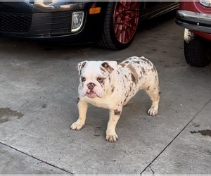Bulldog Puppy for Sale in PARAMOUNT, California USA
