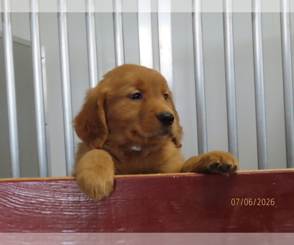 Medium Photo #2 Golden Retriever Puppy For Sale in THORP, WI, USA