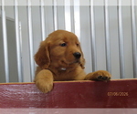 Small #1 Golden Retriever