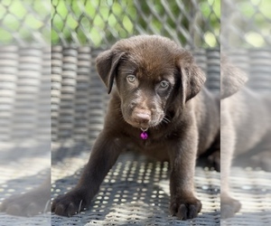 Shepradors Puppy for sale in RIVERDALE, MD, USA