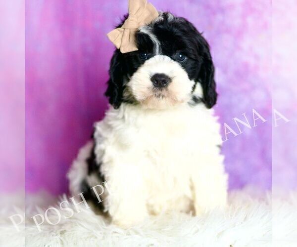 Medium Photo #1 Cavapoo (Miniature) Puppy For Sale in WARSAW, IN, USA