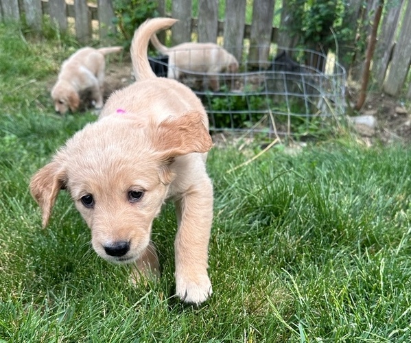 Medium Photo #9 Golden Retriever Puppy For Sale in NOBLESVILLE, IN, USA