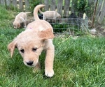 Small Photo #9 Golden Retriever Puppy For Sale in NOBLESVILLE, IN, USA