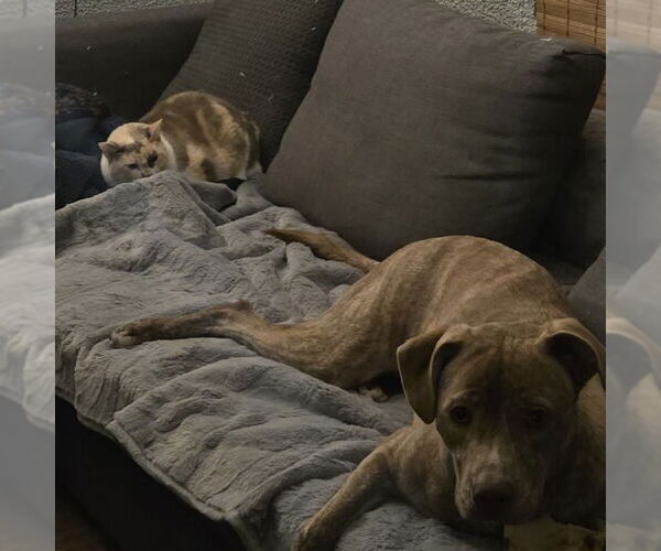 Medium Photo #5 Labrador Retriever-Unknown Mix Puppy For Sale in Tampa, FL, USA