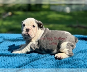 English Bulldog Puppy for sale in POWHATAN, VA, USA