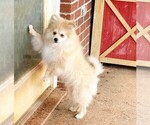 Image preview for Ad Listing. Nickname: TIMBER