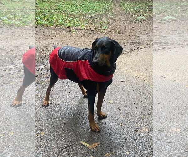 Medium Photo #2 Doberman Pinscher Puppy For Sale in Minneaoplis, MN, USA