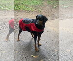 Small Photo #2 Doberman Pinscher Puppy For Sale in Minneaoplis, MN, USA