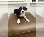 Small #1 Boxador