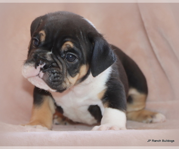 Medium Photo #5 Bulldog Puppy For Sale in WINNSBORO, TX, USA