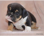 Small #4 Bulldog