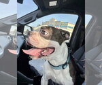 Small #2 Boston Terrier
