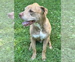 Small #3 American Pit Bull Terrier Mix