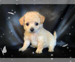 Small Photo #1 Pom-A-Poo-Pooranian Mix Puppy For Sale in SAN FRANCISCO, CA, USA