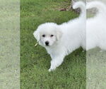 Small #6 Great Pyrenees