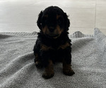 Puppy Puppy 3 Goldendoodle (Miniature)