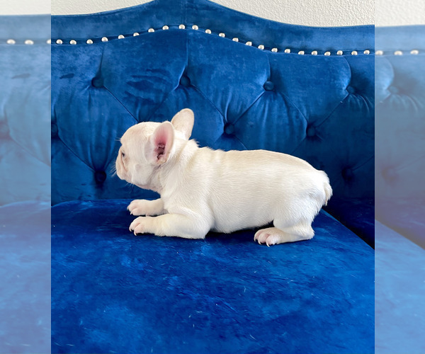 Medium Photo #18 French Bulldog Puppy For Sale in CHARLESTON, SC, USA