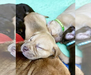 Rosalie- Belles & Beau Litter - Female American Staffordshire Terrier-Unknown Mix Dog for Adoption - Photo #8
