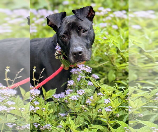 Medium Photo #2 American Pit Bull Terrier-Mountain Cur Mix Puppy For Sale in Calhoun, GA, USA