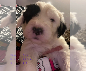 Old English Sheepdog Puppy for Sale in TALLAHASSEE, Florida USA