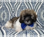 Small Photo #8 Lhasa Apso Puppy For Sale in LAKELAND, FL, USA