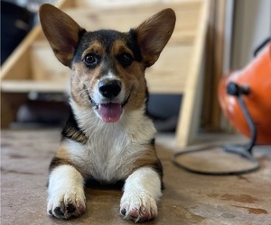 Pembroke Welsh Corgi Puppy for sale in COLLEGE STATION, TX, USA