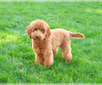 Small #4 Goldendoodle