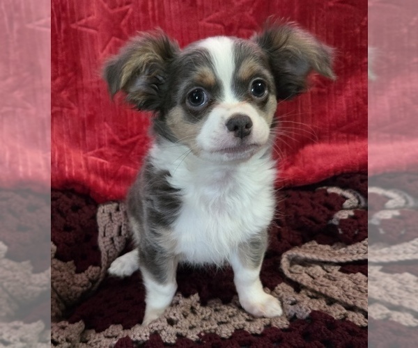 Medium Photo #1 Chihuahua Puppy For Sale in ANDERSON, IN, USA
