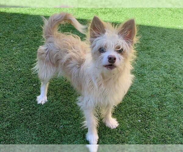 Medium Photo #1 Mutt Puppy For Sale in Moreno Valley, CA, USA