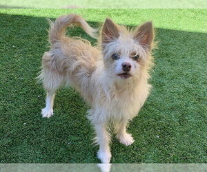 Mutt Dogs for adoption in Moreno Valley, CA, USA