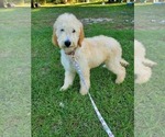 Small Photo #3 Goldendoodle Puppy For Sale in LIZELLA, GA, USA