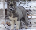 Small #3 Wolf Hybrid
