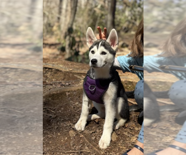 Medium Photo #2 Mutt Puppy For Sale in Candler, NC, USA