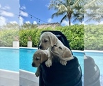 Small Photo #5 Labrador Retriever Puppy For Sale in MIAMI, FL, USA