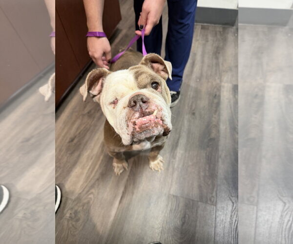 Medium Photo #2 Bulldog Puppy For Sale in Mission Viejo, CA, USA