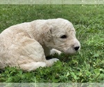 Small Photo #6 Goldendoodle Puppy For Sale in DANIELSVILLE, GA, USA