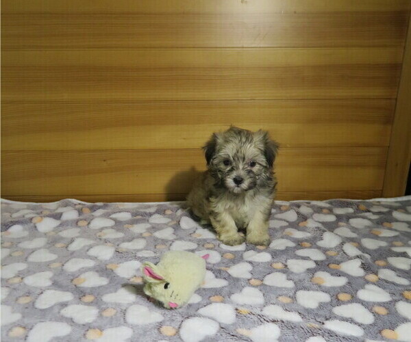 Medium Photo #2 Morkie Puppy For Sale in COOKEVILLE, TN, USA