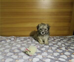 Small #1 Morkie