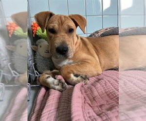 Neapolitan Mastiff-Unknown Mix Dogs for adoption in Corpus Christi, TX, USA