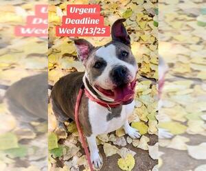 American Pit Bull Terrier-Unknown Mix Dogs for adoption in Sacramento, CA, USA