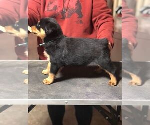 Rottweiler Puppy for sale in BUSKIRK, NY, USA