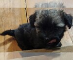 Small Photo #8 Havanese Puppy For Sale in MILTON, FL, USA