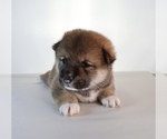 Small #2 Shiba Inu