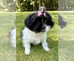 Small #3 Shih Tzu