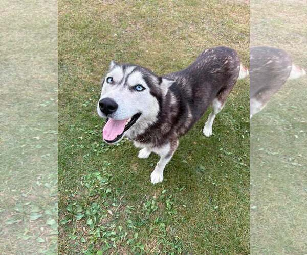Medium Photo #9 Gerberian Shepsky Puppy For Sale in Oro Medonte, Ontario, Canada