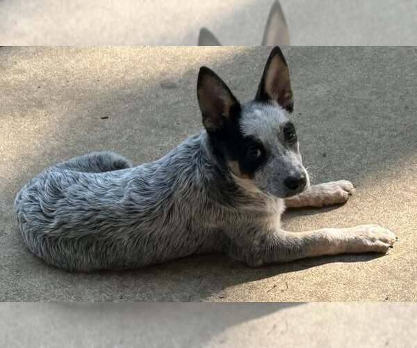Medium Photo #3 Mutt Puppy For Sale in Highland, IL, USA