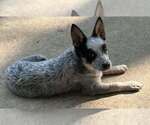Small #2 Mutt