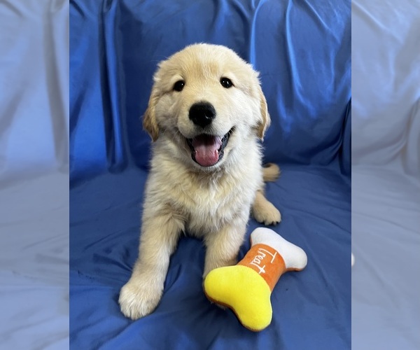 Medium Photo #2 Golden Labrador Puppy For Sale in LIVE OAK, FL, USA