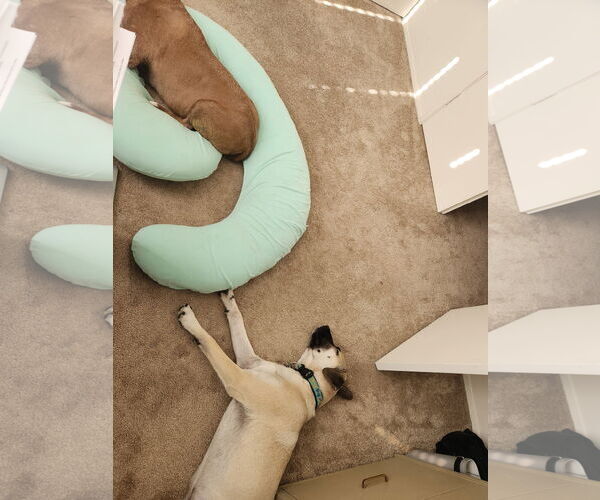 Medium Photo #5 Anatolian Shepherd-Unknown Mix Puppy For Sale in San Diego, CA, USA